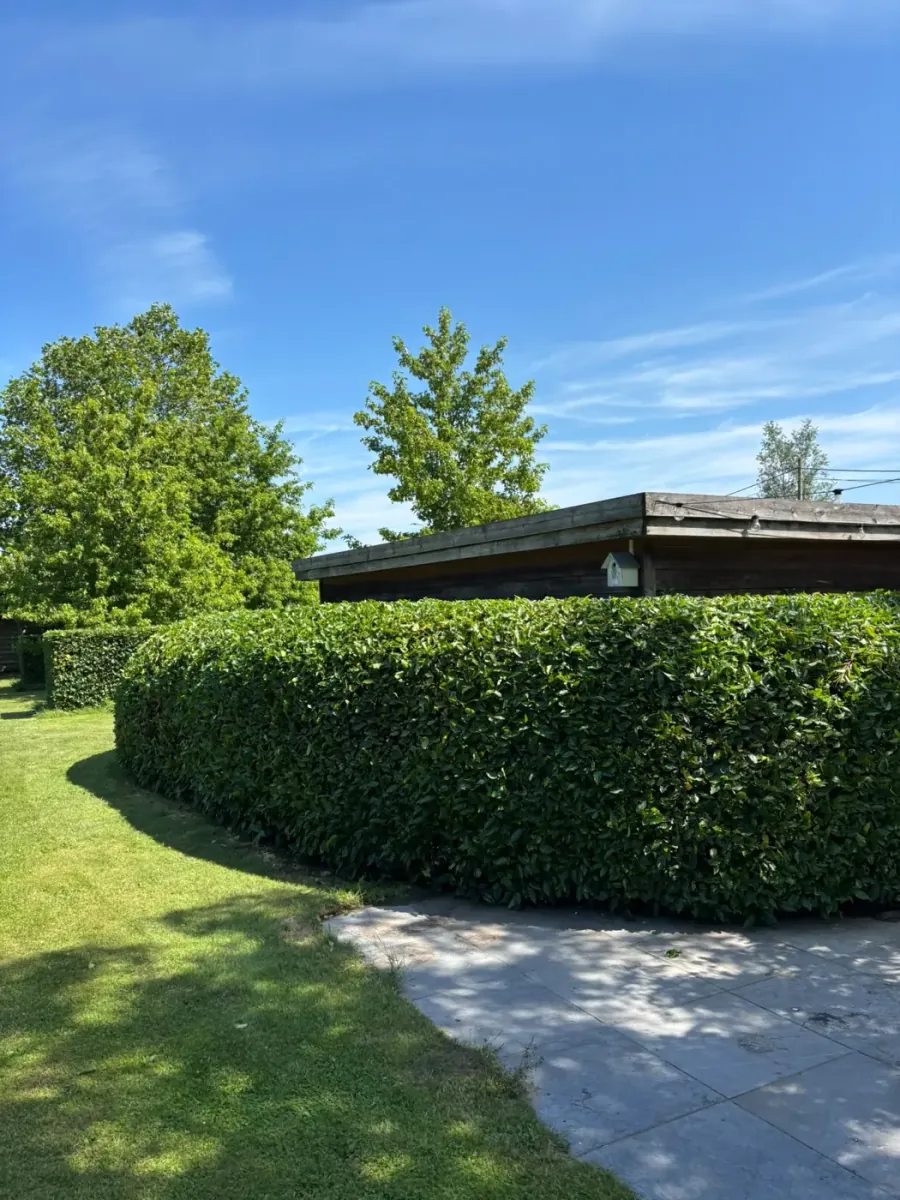 Strak gesnoeide haag rond een tuin met terras