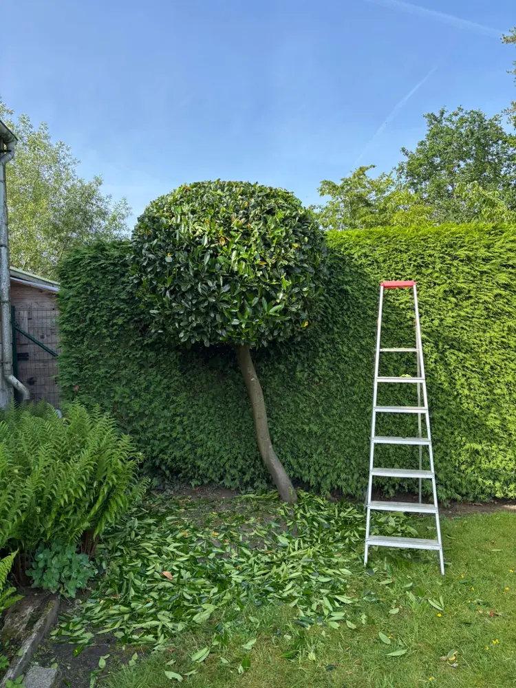 Snoeien van een leiboom boven de haag